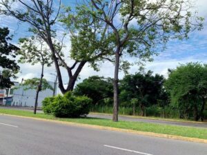 Terreno en venta, Atasta de Serra, avenida Paseo Usumacinta; Villahermosa, Tabasco