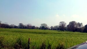 Terreno rustico en venta, Las Bugambilias, ranchería Corregidora Ortiz; Primera Sección Centro, Tabasco