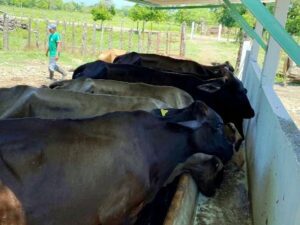 Ranchos en venta, Guanal Segunda Sección; Jalapa, Tabasco