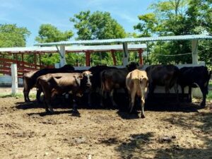 Ranchos en venta, Guanal Segunda Sección; Jalapa, Tabasco