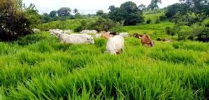 Ranchos en venta; Juárez, Chiapas