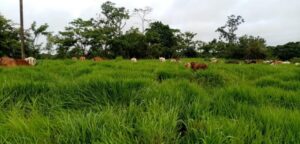 Ranchos en venta; Juárez, Chiapas