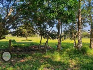 Rancho en venta 332 has, Miramar; Centla, Tabasco