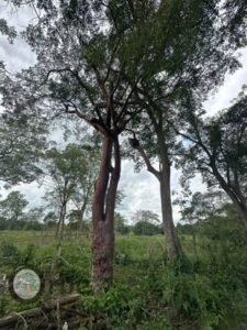 Terreno en venta Ranchería Saloya Corralillo, 2da Sección; Nacajuca, Tabasco