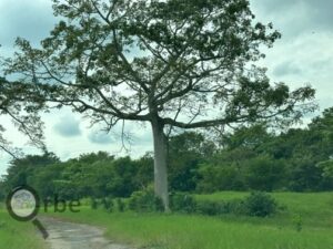 Terreno en venta rancho San Fernando Ranchería Saloya, 2da y 3era Sección; Nacajuca, Tabasco