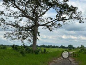 Terreno en venta rancho San Fernando Ranchería Saloya, 2da y 3era Sección; Nacajuca, Tabasco