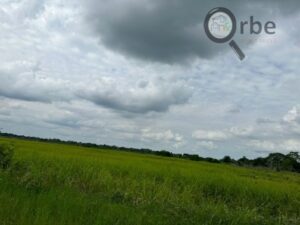 Terreno en venta rancho San Fernando Ranchería Saloya, 2da y 3era Sección; Nacajuca, Tabasco