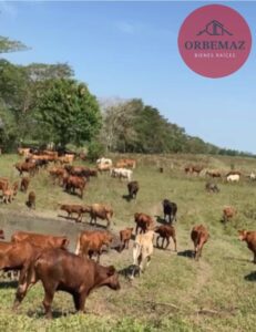 Rancho en venta La Racha, ranchería Rivera Baja; Jonuta, Tabasco